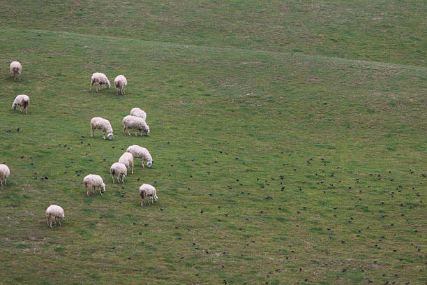 istock Flock of Sheep On A Hill 488964303