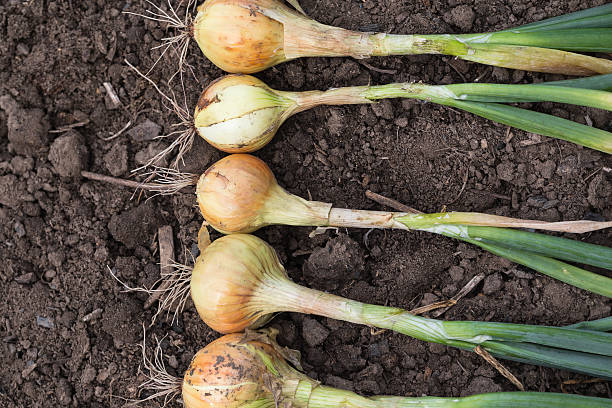 istock Harvest of onion on the ground. Top view. 488965571