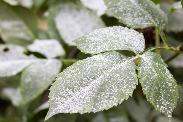 istock green leaves on the snow 488974446