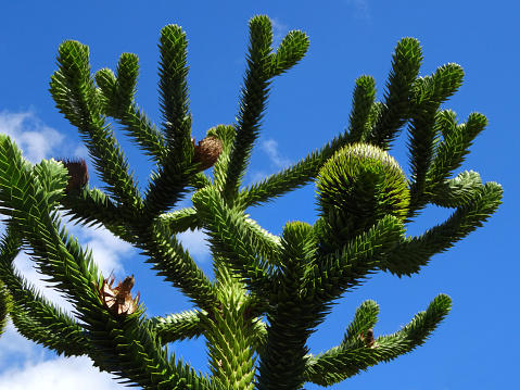 Photo showing the spiky branches at the apex crown of a young monkey puzzle, also known as a Chilean pine.