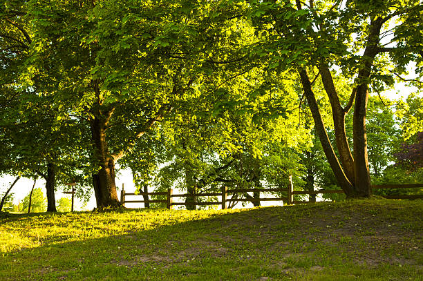 Countryside in the summer