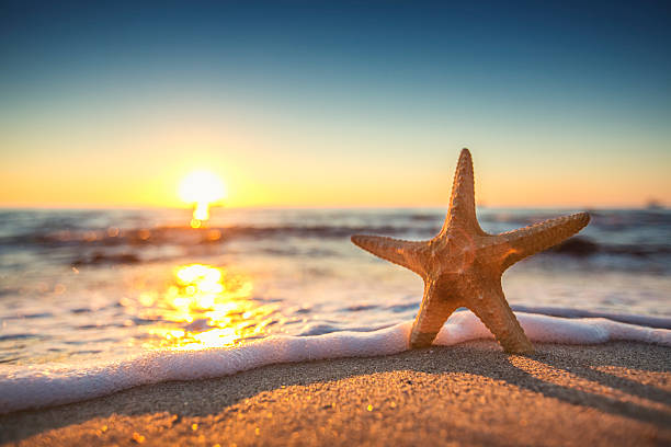 istock Starfish on the beach at sunrise 488974608