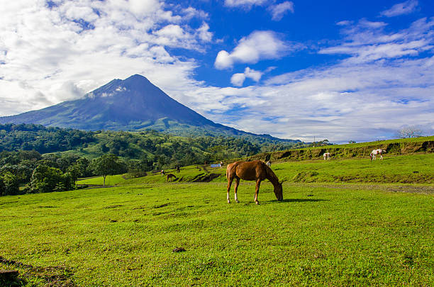 istock Vulcano Arenal - Horses on pasture 488974644