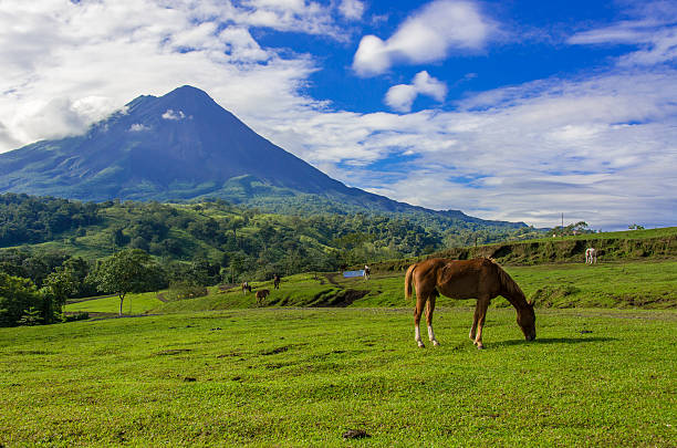 istock Vulcano Arenal - Horses on pasture 488974812