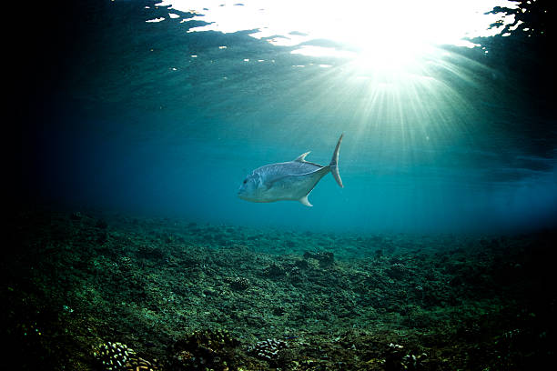 istock Giant trevelly lit by sunrays 488974814