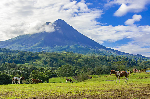 Vulcano Arenal - Horses on pasture