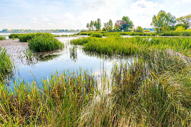 istock Reeds and Water Lilies in the River 488975172