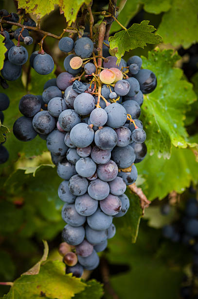 istock Lush, ripe red wine grapes on the vine 488975244