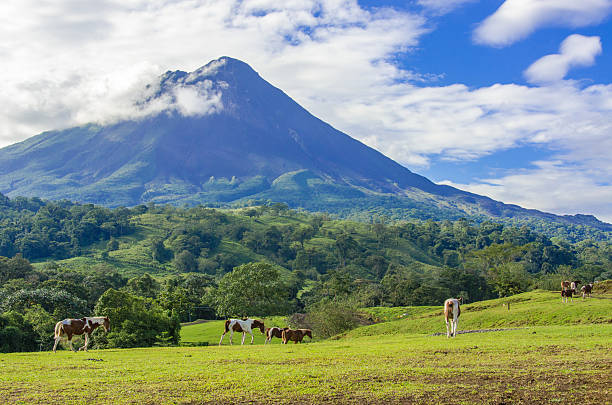 istock Vulcano Arenal - Horses on pasture 488975286