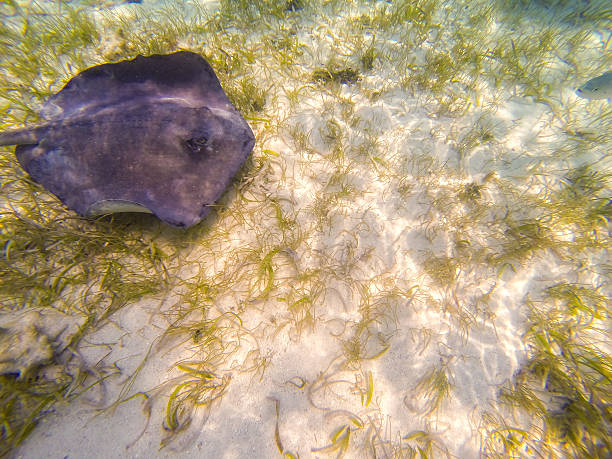istock Photo taken in Belize 488975433