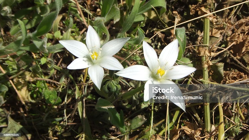 Dos Pequeñas Estrella Blanca Forma De Flores En El Césped Foto de stock y  más banco de imágenes de 2015 - iStock