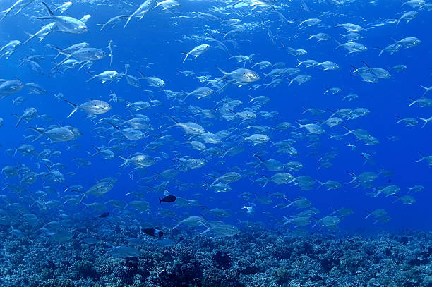 POMPANO/trachinotus bailloni stock photo