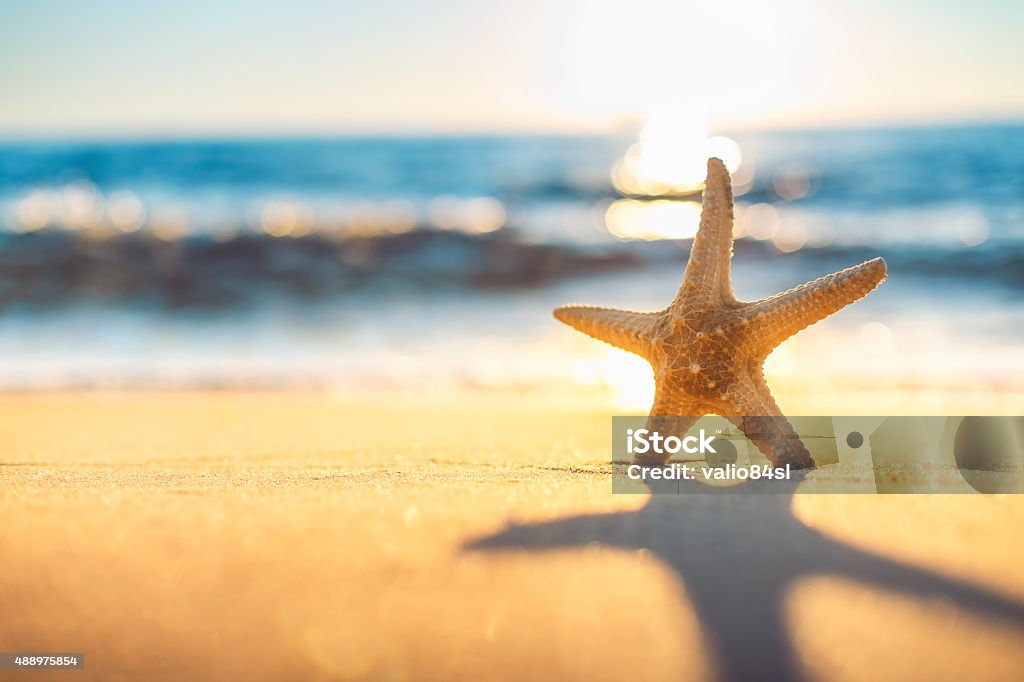 Starfish on the beach at sunrise Beach Stock Photo