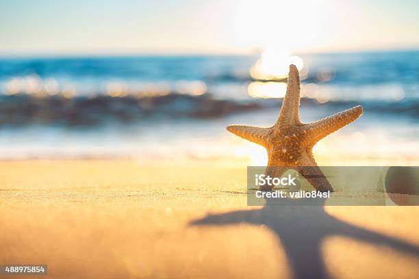 Starfish On The Beach At Sunrise Stock Photo - Download Image Now - Beach, Starfish, Close-up