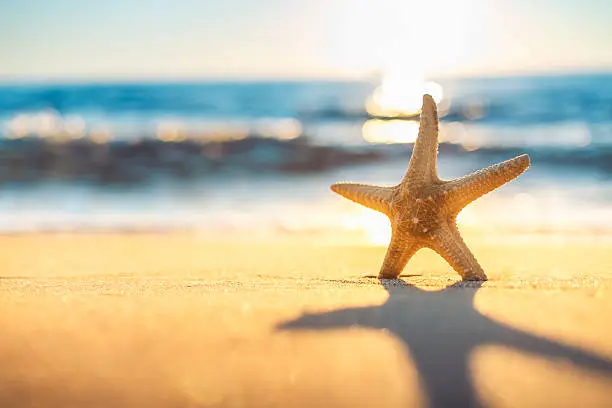 Photo of Starfish on the beach at sunrise