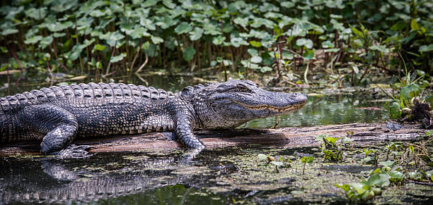 istock Alligator in swamp 488975915