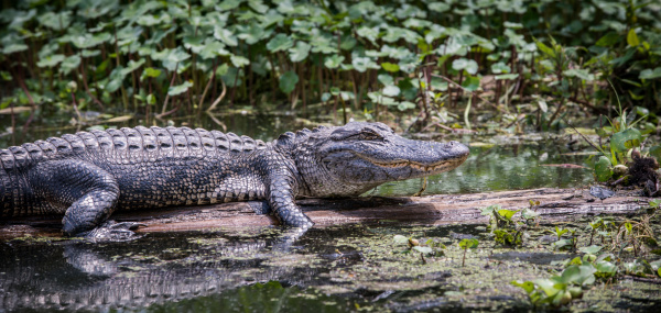 Alligator in a swamp luisiana