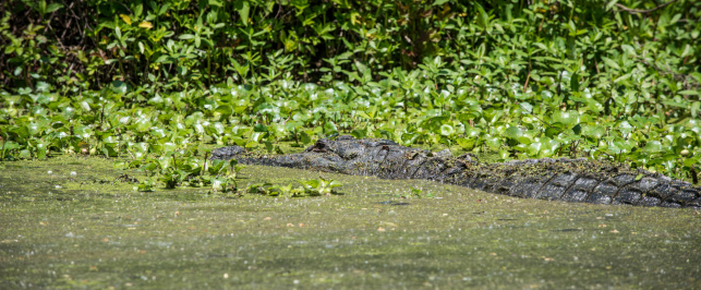 Alligator in a swamp luisiana