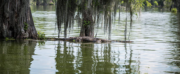 istock Alligator in swamp 488975947