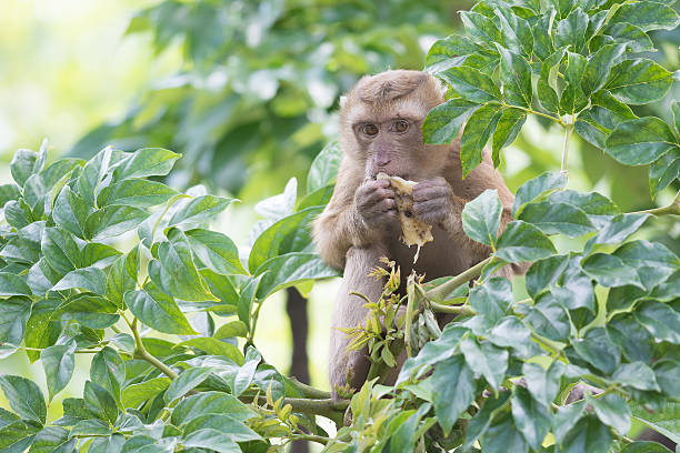 Monkey stock photo