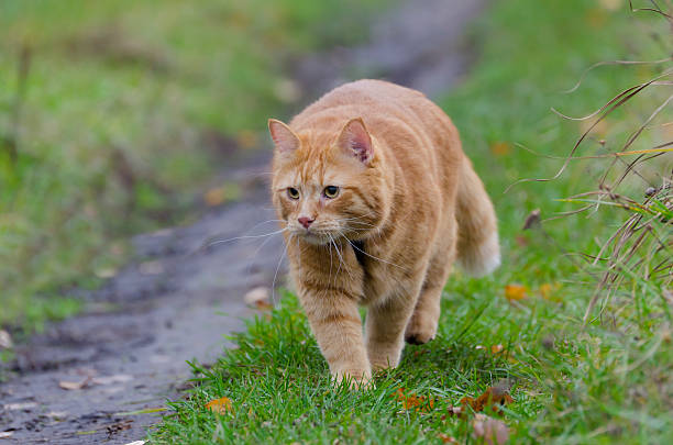 istock Red cat walks in the autumn grass 488976791