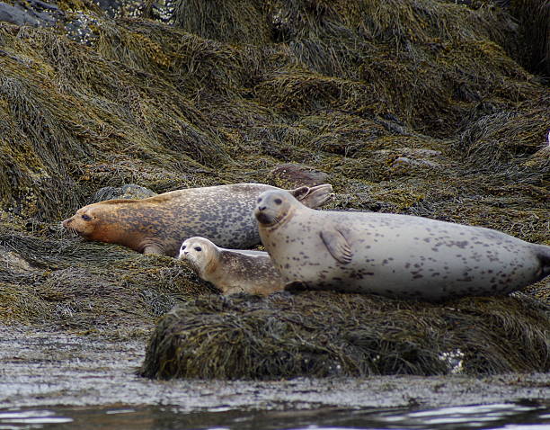 Harbor Seals2 stock photo