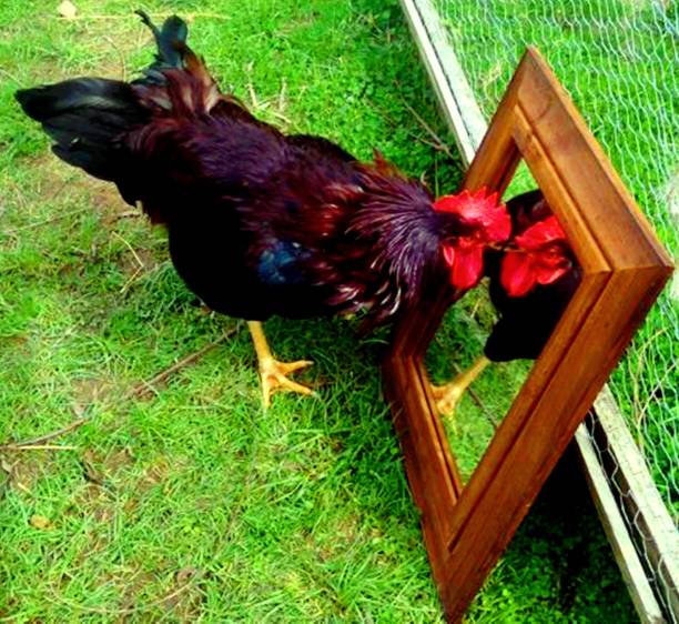 Rooster Against Black Background