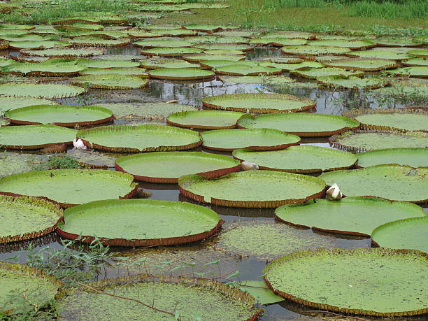 nenufares in a lake,