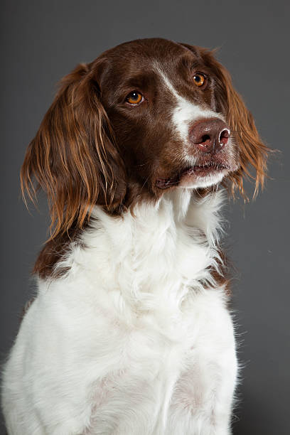 istock Dutch Partridge Dog on grey background. Studio portrait. 488977371