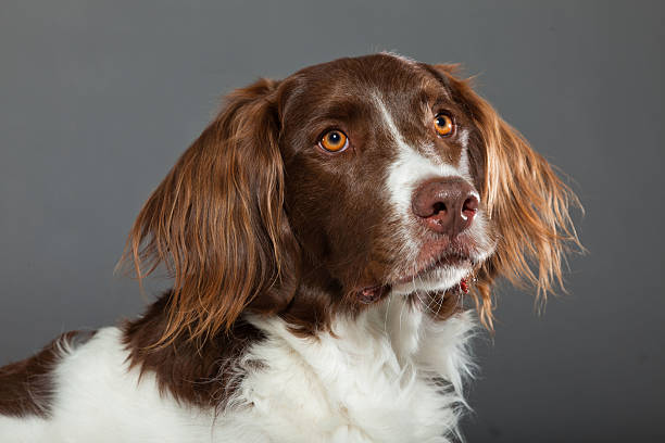 istock Dutch Partridge Dog on grey background. Studio portrait. 488977623