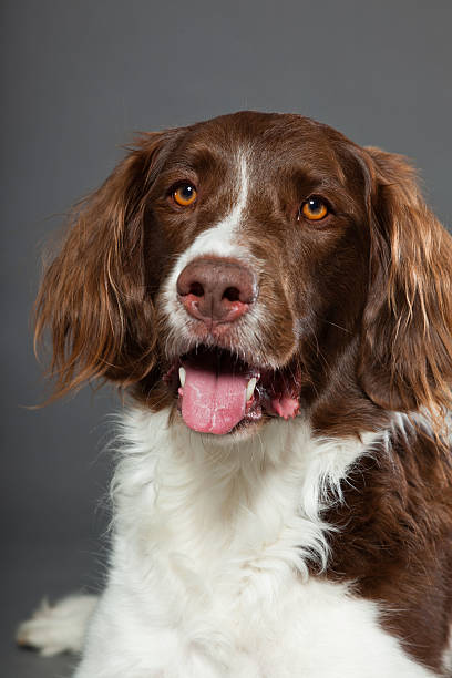 istock Dutch Partridge Dog on grey background. Studio portrait. 488977651
