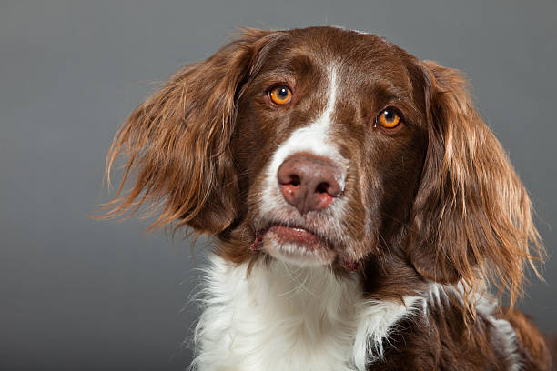 istock Dutch Partridge Dog on grey background. Studio portrait. 488977659