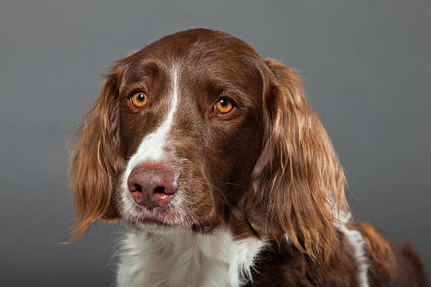 istock Dutch Partridge Dog on grey background. Studio portrait. 488977661