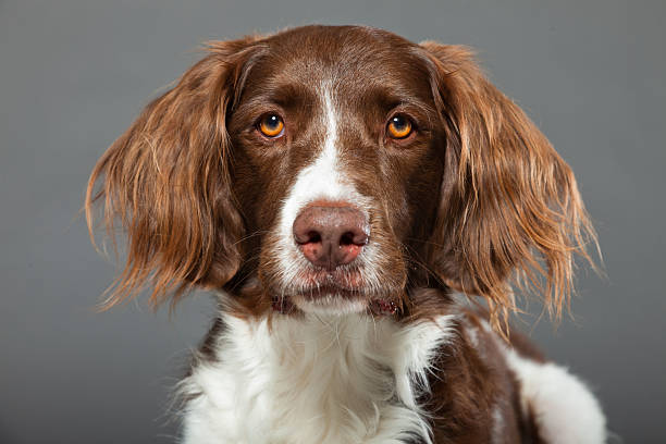 istock Dutch Partridge Dog on grey background. Studio portrait. 488977681