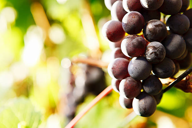 istock Harvest time in the vineyard: black grapes 488978281