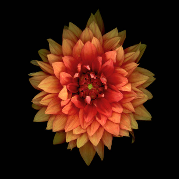 Orange dahlia isolated on a black blackground,