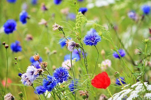 blooming wild flowers on the meadow at spring time stock photo