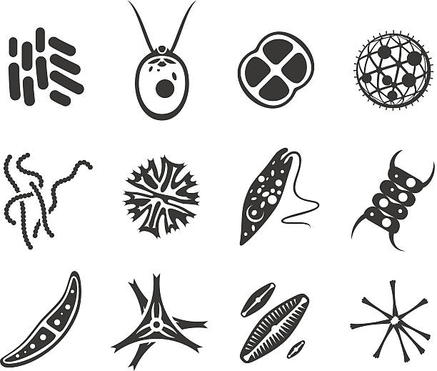 Pond micro organisms - Autotroph Icon set of microorganisms that lives in pond water. protozoan stock illustrations