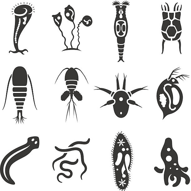 Pond micro organisms - Heterotroph Icon set of microorganisms that lives in pond water. rotifera stock illustrations