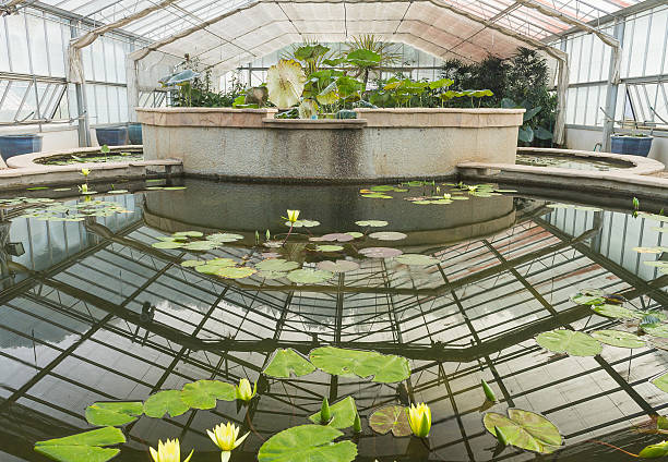 istock Greenhouse for lotus flower 488978833