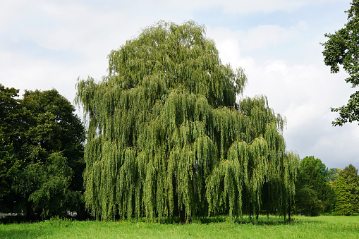 weeping willow tree also known as Babylon willow or salix babylonica                               