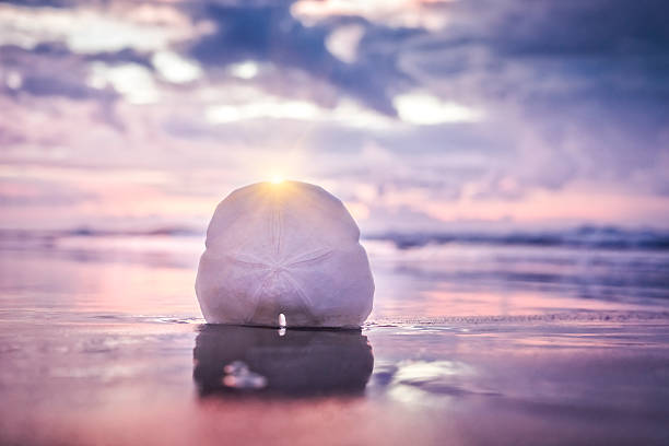 Sand dollar, lever du soleil et de vagues de l'océan - Photo