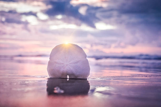 Sand dollar, sunrise, and ocean waves Sand dollar at the ocean with waves and a dramatic sunrise.  It's a wonderful metaphor for how to spend your vacation dollars! sand dollar stock pictures, royalty-free photos & images