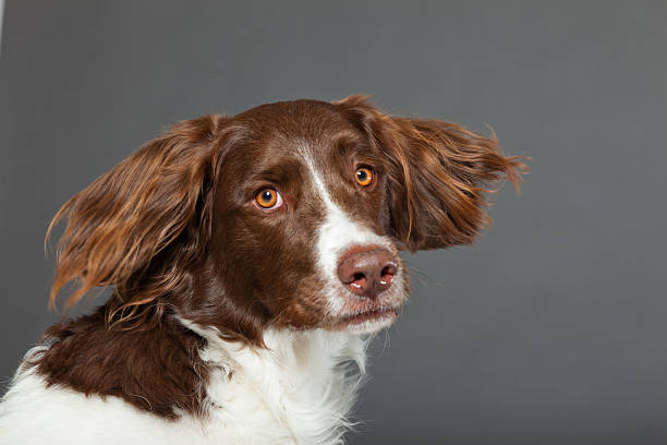 istock Dutch Partridge Dog on grey background. Studio portrait. 488979197