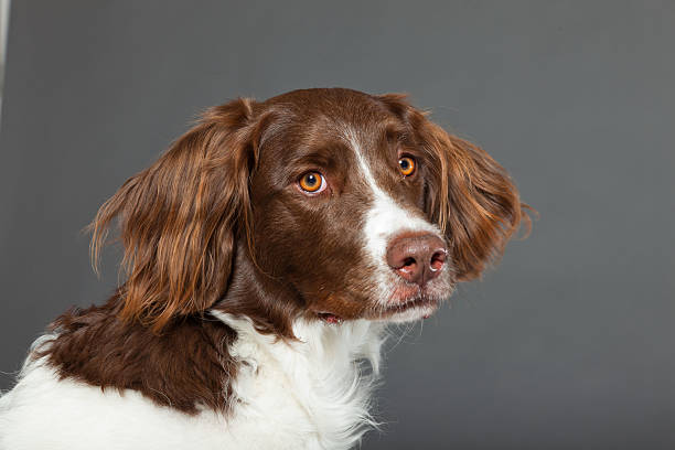 istock Dutch Partridge Dog on grey background. Studio portrait. 488979199