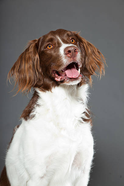 istock Dutch Partridge Dog on grey background. Studio portrait. 488979233