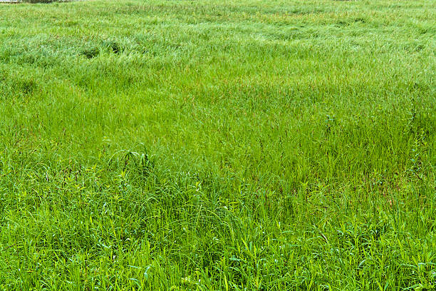 Grassland backround stock photo