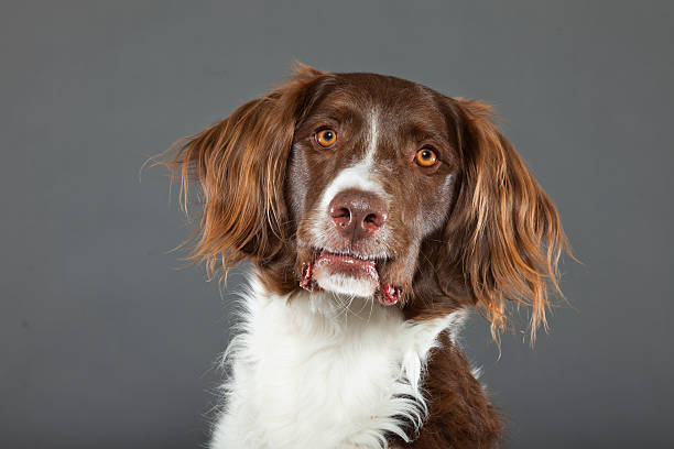 istock Dutch Partridge Dog on grey background. Studio portrait. 488980079