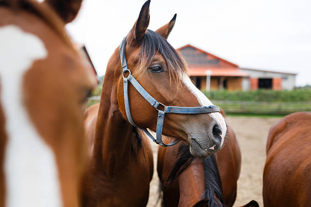 istock Herd of horses in a stable 488980268