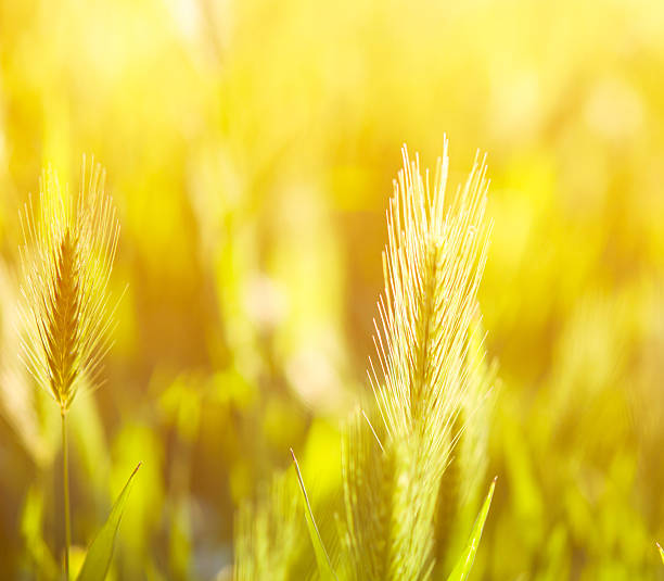 istock Grass in the meadow and sunset in the back 488981150